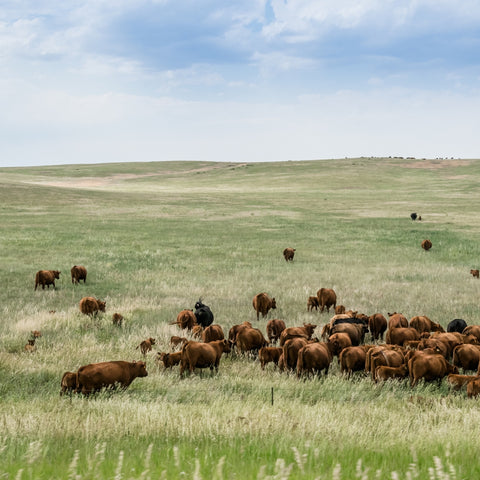 Rückensteak – Creekstone Farms Premium Black Angus