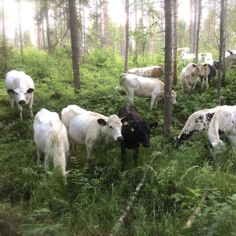 Hackfleisch vom Bergrind