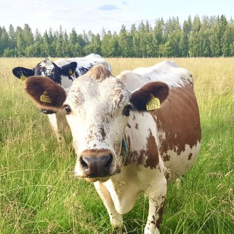Hackfleisch vom Bergrind