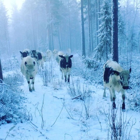 Hackfleisch vom Bergrind