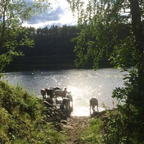 Hackfleisch vom Bergrind