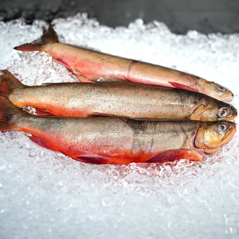 Wild gefangener arktischer Seesaibling